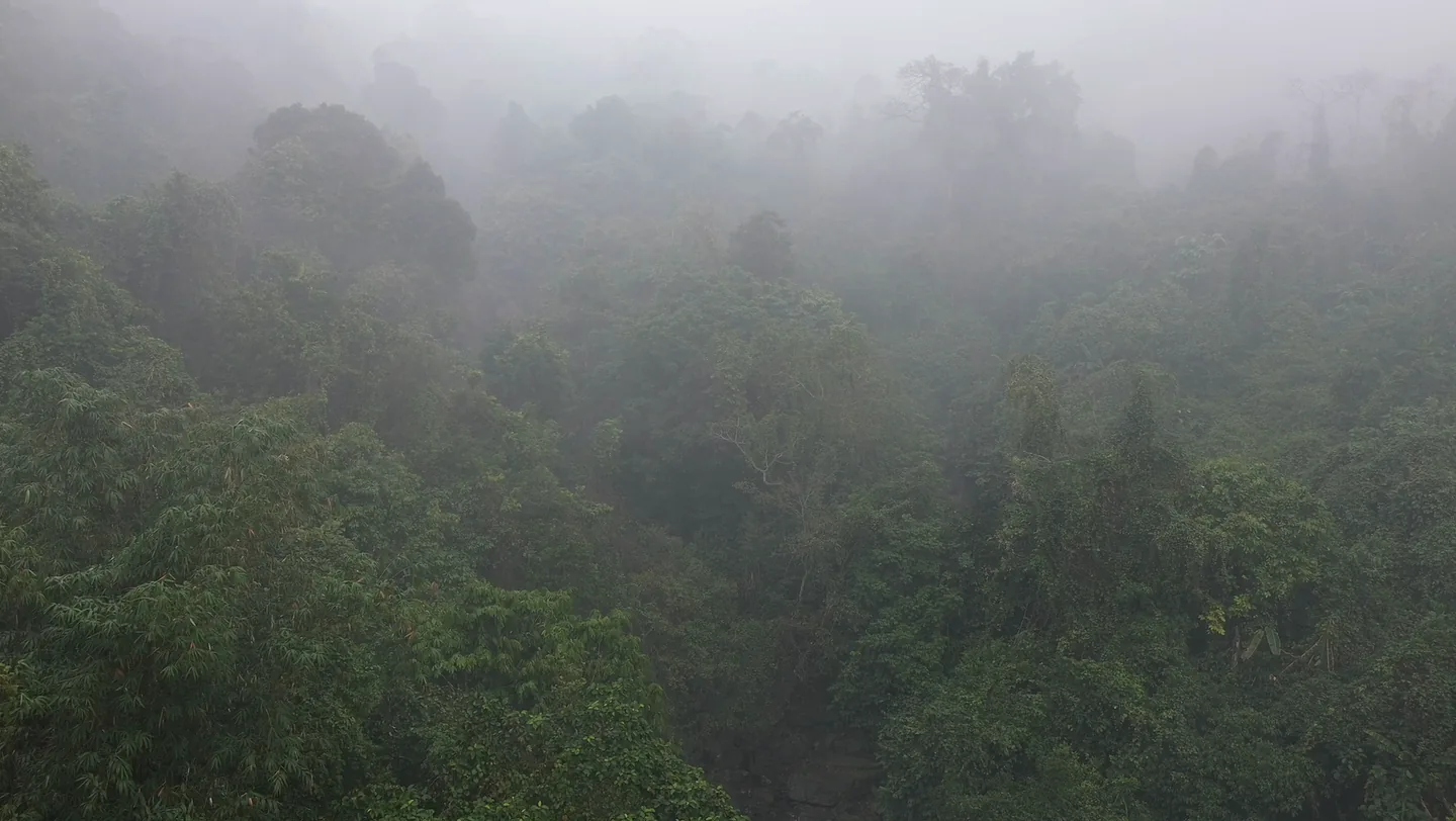 Low cloud drifting through the crowns of a dense tropical forest