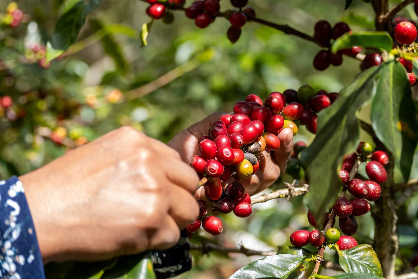 Hands picking ripe coffee cherries from the plant