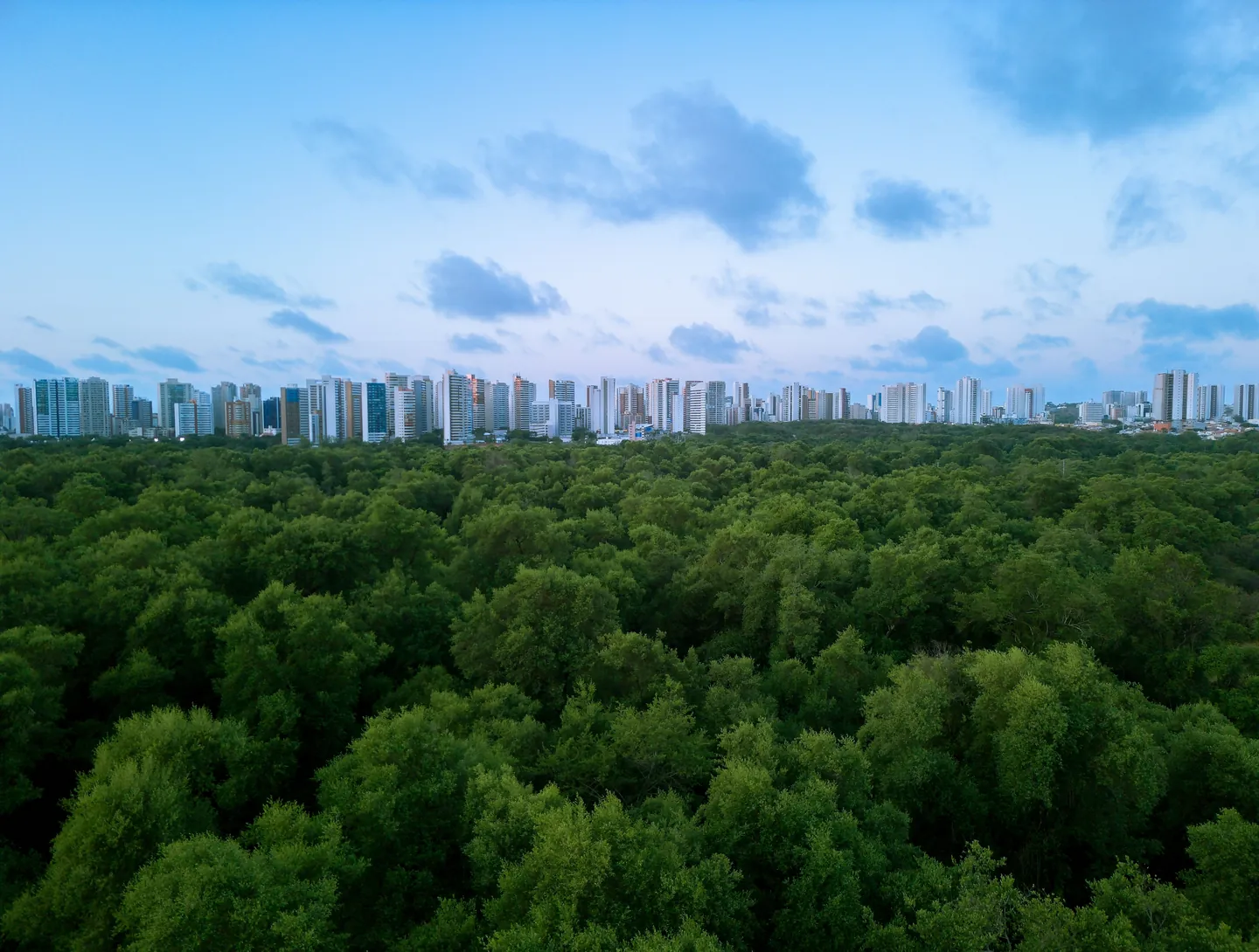 Dense forest in the foreground with a city skyline beyond
