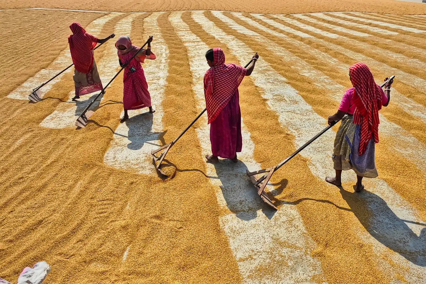 Women spreading paddy out to dry in a rural Indian village