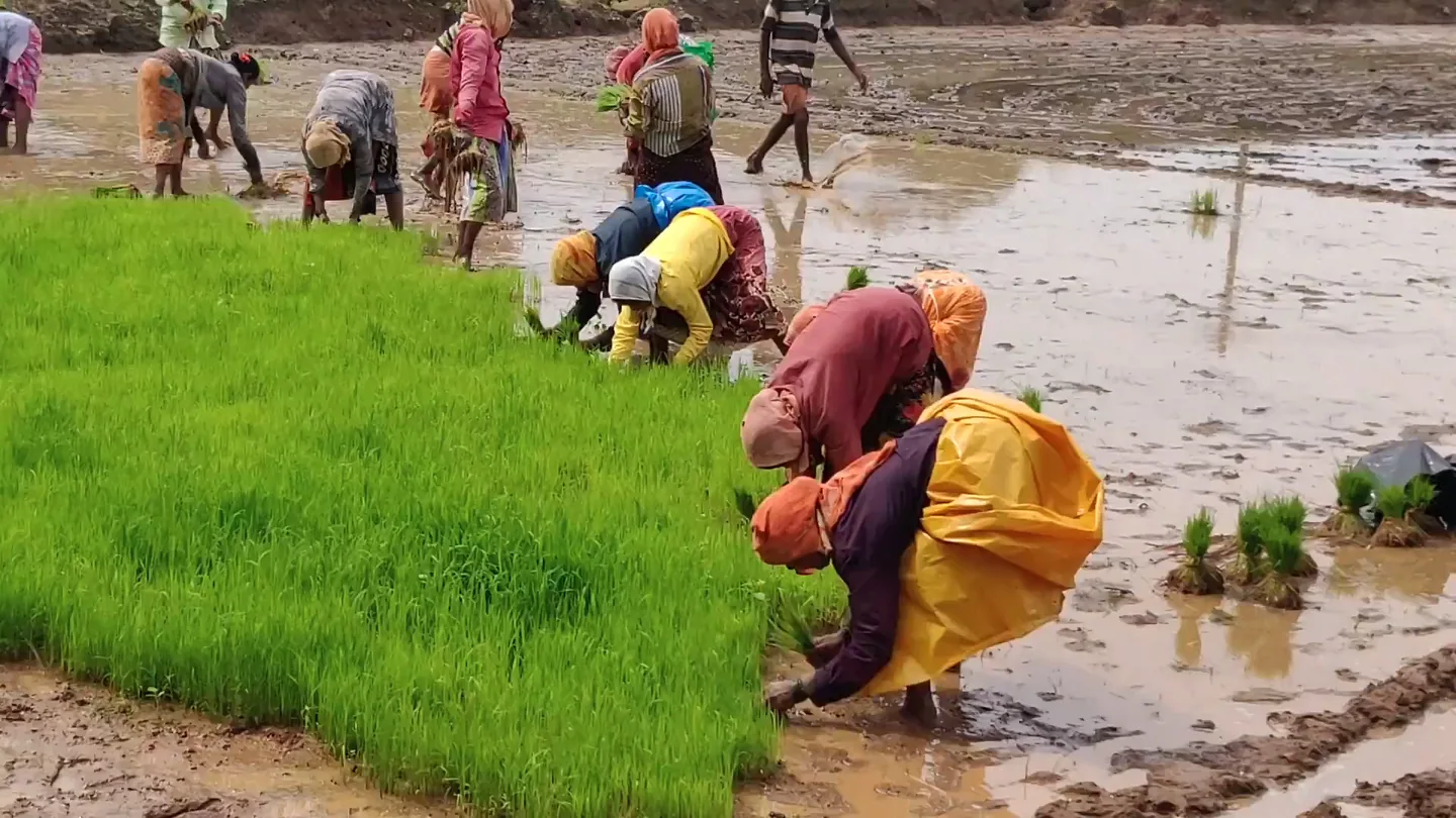 Farmers transplanting rice seedlings by hand in a flooded field