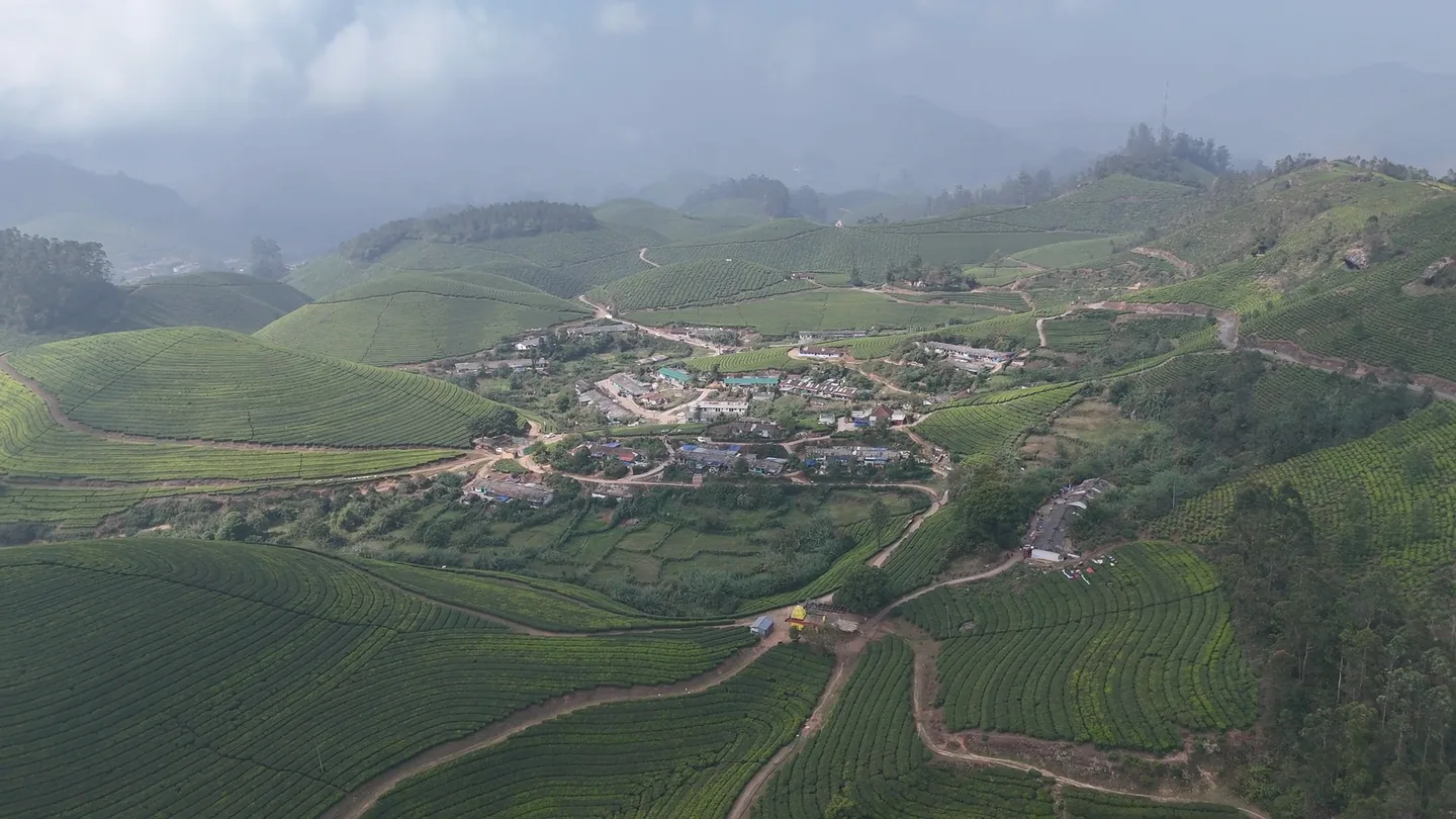 Tea terraces following the contours of a hillside
