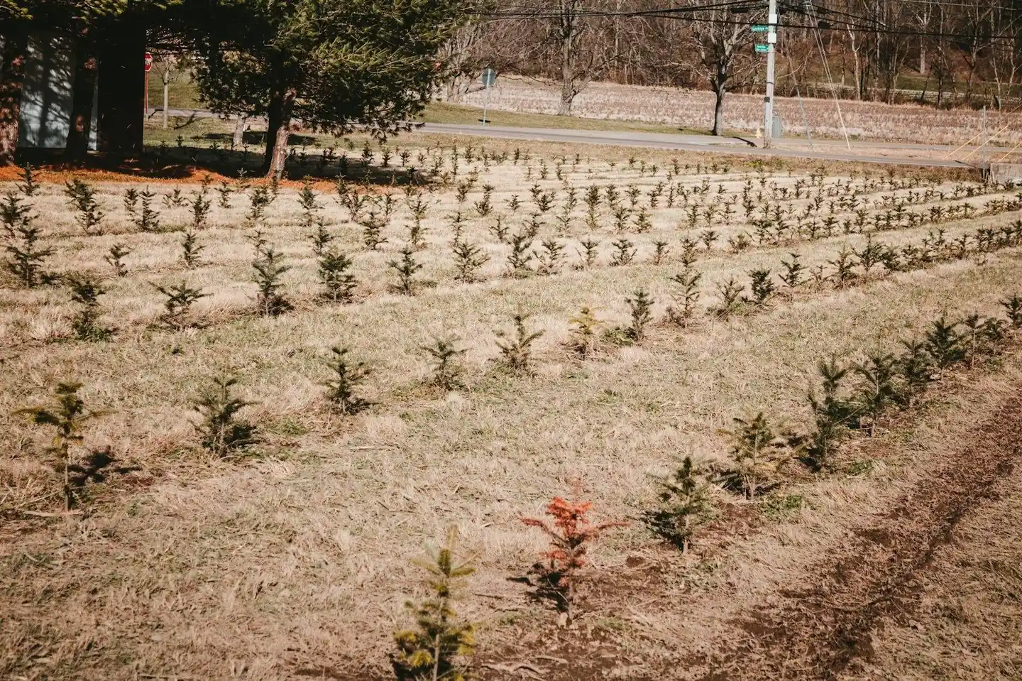 Rows of young trees in a nursery