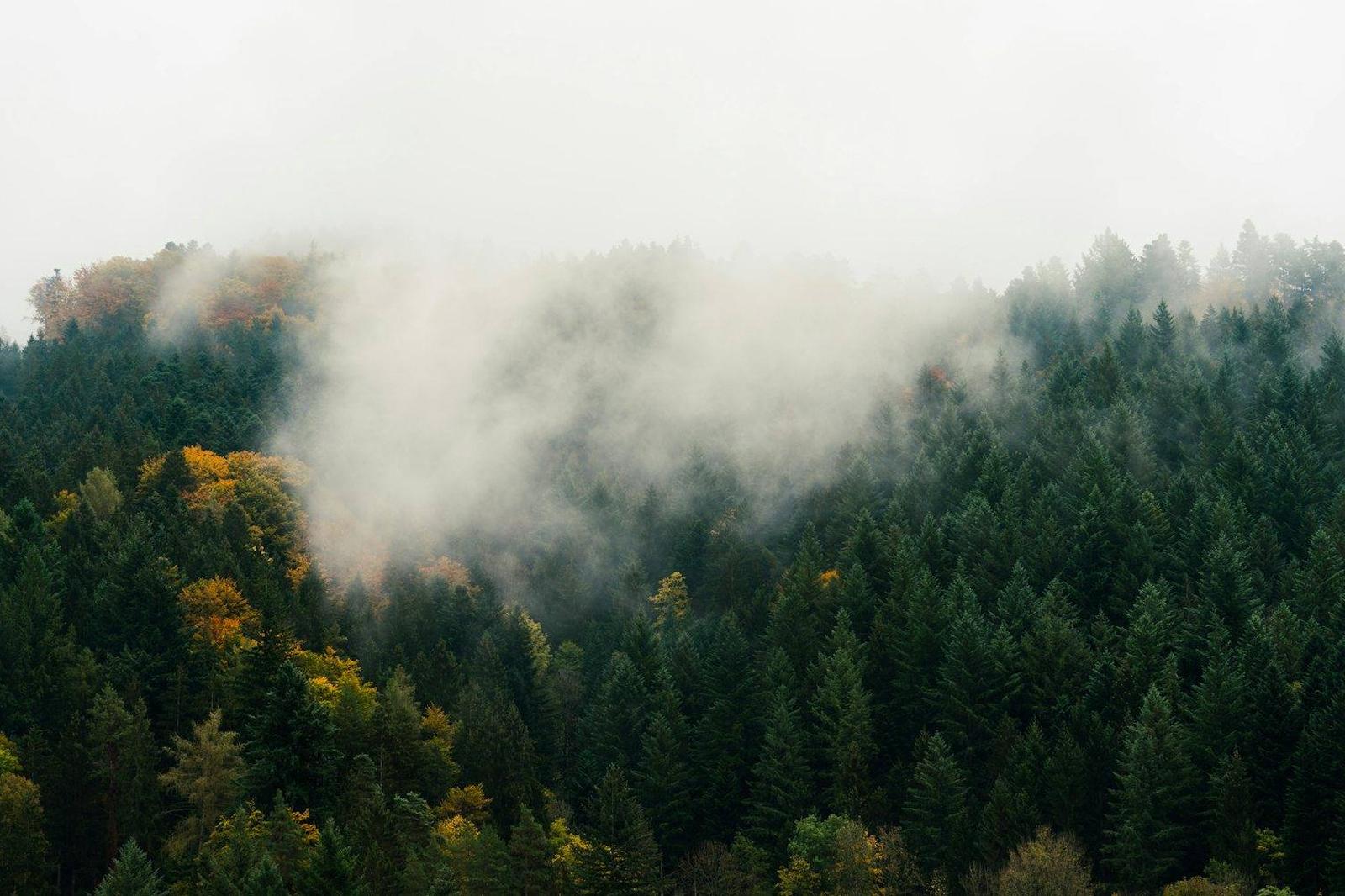 Cloud lying across a forested ridge