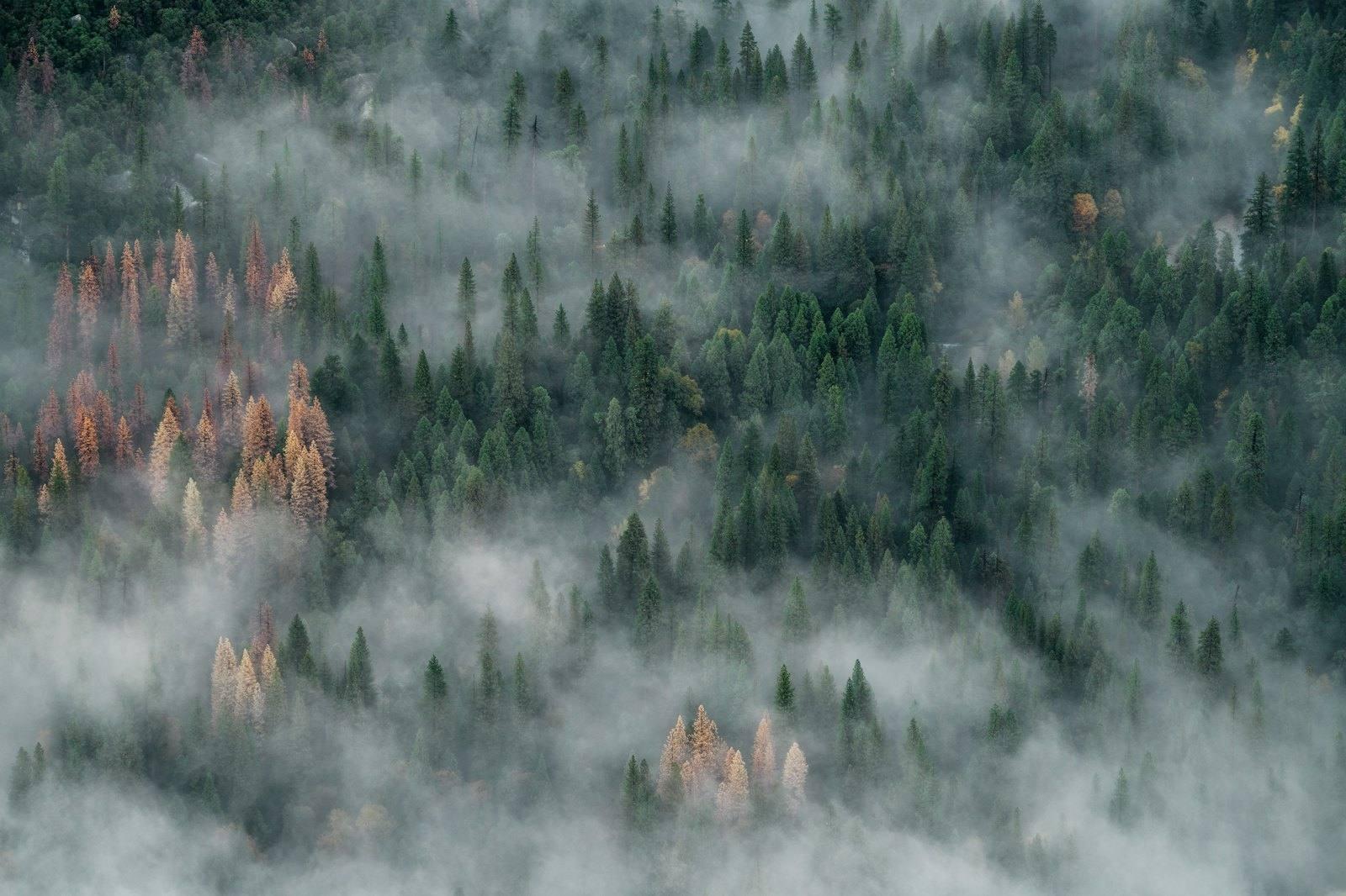 Aerial view of a forest canopy threaded with low cloud