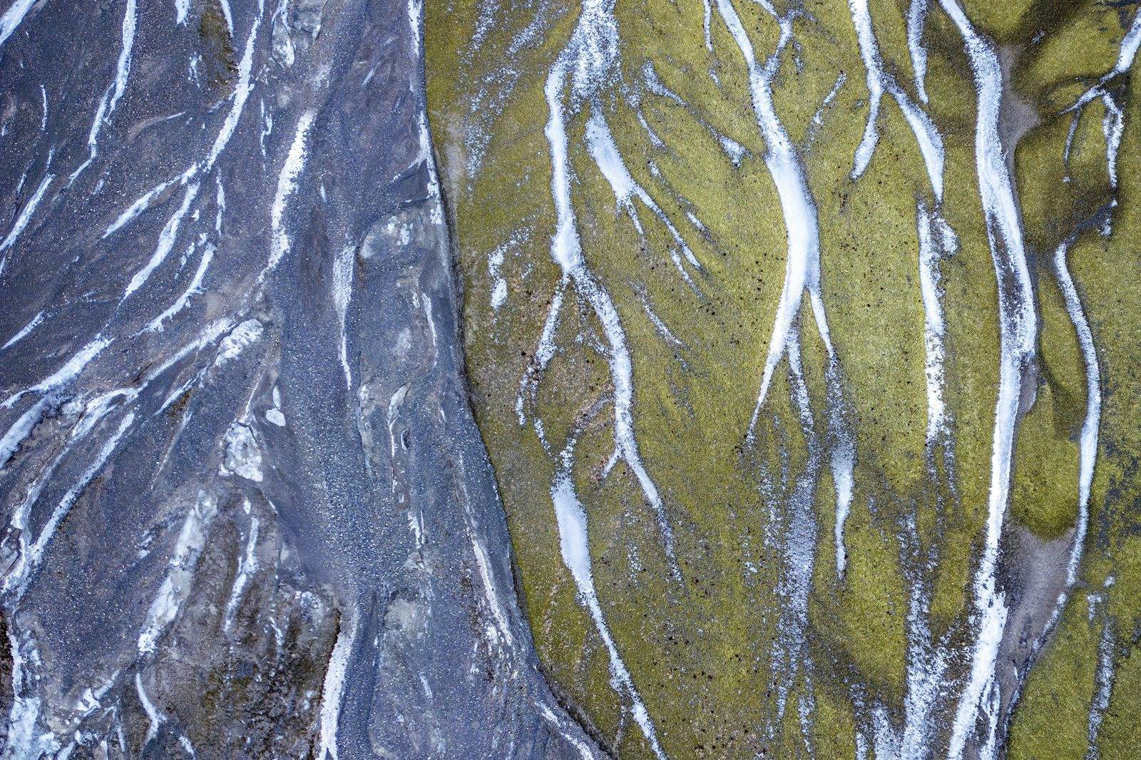 A braided river delta cutting channels through green moss